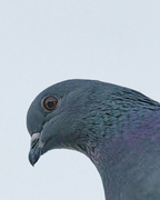 Feral Pigeon (Columba livia domestica)