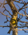 Grønnfink (Carduelis chloris)