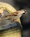 Gråspurv (Passer domesticus)