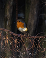 Rødstrupe (Erithacus rubecula)