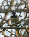 Svartmeis (Periparus ater)