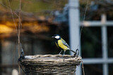 Kjøttmeis (Parus major)