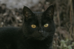 Cat (Felis catus)