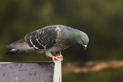 Feral Pigeon (Columba livia domestica)