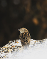 Gråspurv (Passer domesticus)