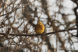 Gulspurv (Emberiza citrinella)