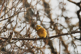 Gulspurv (Emberiza citrinella)