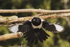 Eurasian Magpie (Pica pica)