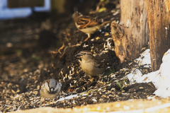 House Sparrow (Passer domesticus)