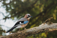 Nøtteskrike (Garrulus glandarius)