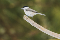 Marsh Tit (Poecile palustris)