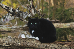 Cat (Felis catus)