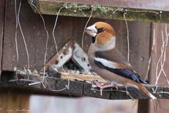 Hawfinch (Coccothraustes coccothraustes)