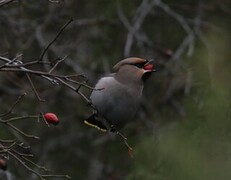 Bohemian Waxwing (Bombycilla garrulus)