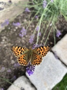 Queen of Spain Fritillary (Issoria lathonia)