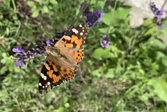 Painted Lady (Vanessa cardui)