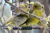 Grønnfink (Carduelis chloris)