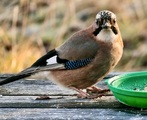 Nøtteskrike (Garrulus glandarius)