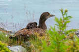 Ærfugl (Somateria mollissima)