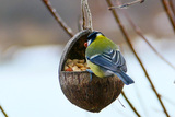 Kjøttmeis (Parus major)