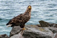 Havørn (Haliaeetus albicilla)