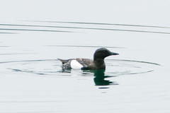 Black Guillemot (Cepphus grylle)