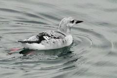 Black Guillemot (Cepphus grylle)