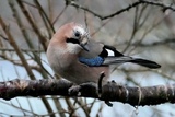 Nøtteskrike (Garrulus glandarius)