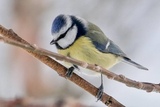 Blåmeis (Cyanistes caeruleus)