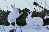 Hare (Lepus timidus)