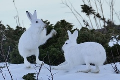 Mountain hare (Lepus timidus)