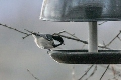 Coal Tit (Periparus ater)
