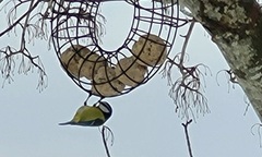 Blue Tit (Cyanistes caeruleus)