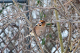 Kjernebiter (Coccothraustes coccothraustes)