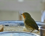 Rødstrupe (Erithacus rubecula)