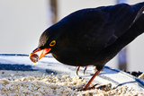 Svarttrost (Turdus merula)