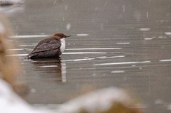 Dipper (Cinclus cinclus)