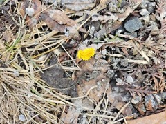 Hestehov (Tussilago farfara)