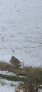 Rødvingetrost (Turdus iliacus)