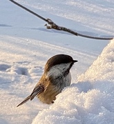 Siberian Tit (Poecile cinctus)