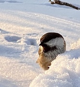 Siberian Tit (Poecile cinctus)