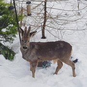 Red Deer (Cervus elaphus)