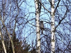 Lappugle (Strix nebulosa)