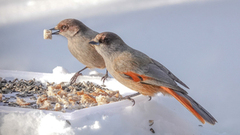 Lavskrike (Perisoreus infaustus)