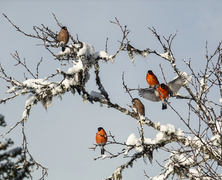Eurasian Bullfinch (Pyrrhula pyrrhula)