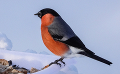Eurasian Bullfinch (Pyrrhula pyrrhula)