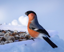 Eurasian Bullfinch (Pyrrhula pyrrhula)