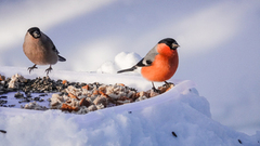 Eurasian Bullfinch (Pyrrhula pyrrhula)