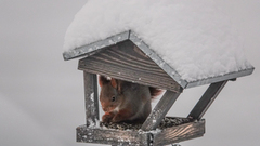 Eurasian Red Squirrel (Sciurus vulgaris)