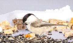 Willow Tit (Poecile montanus)
